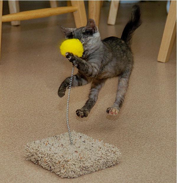 ./data/kickTHEcat.jpg